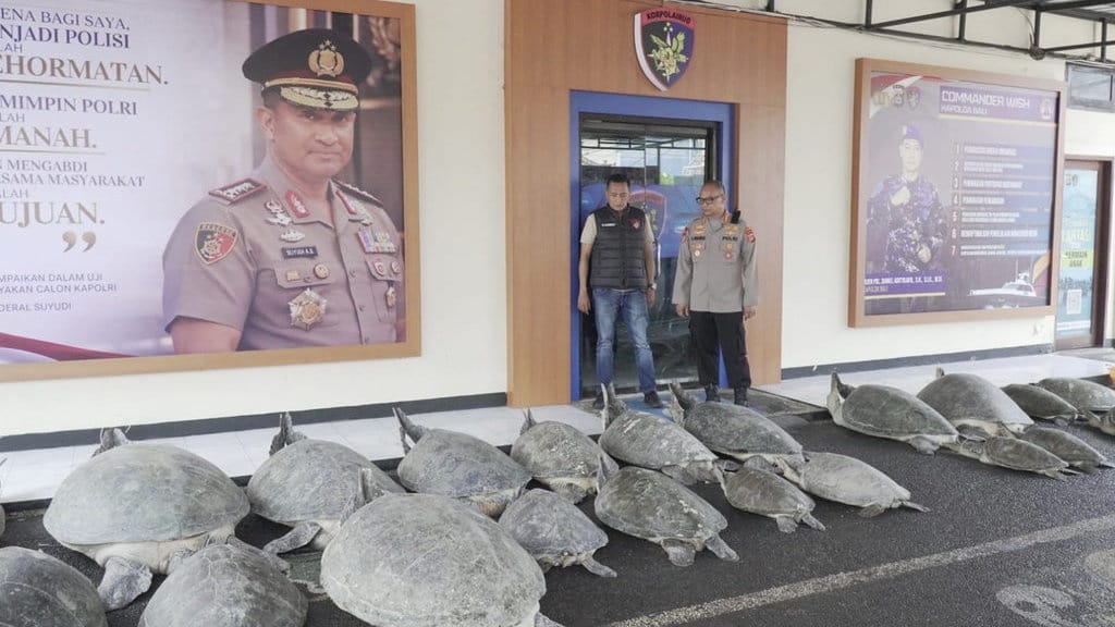 Polda Bali Gagalkan Penyelundupan 22 Penyu Hijau Jumbo Polda Bali Gagalkan Penyelundupan 22 Penyu Hijau Jumbo