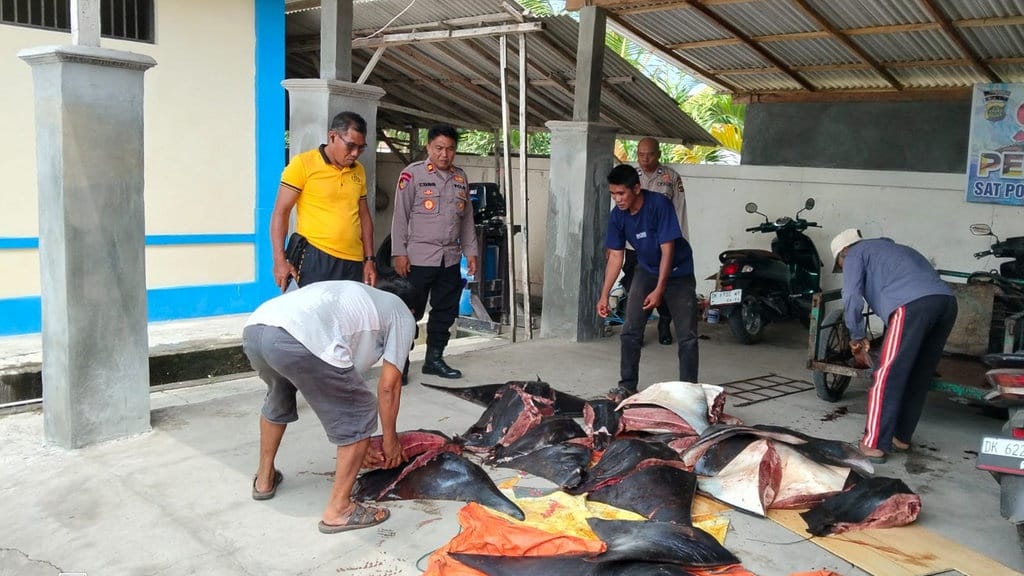 Polres Jembrana Bongkar Perdagangan 11 Pari Mobula Sudah Mati Polres Jembrana Bongkar Perdagangan 11 Pari Mobula Sudah Mati