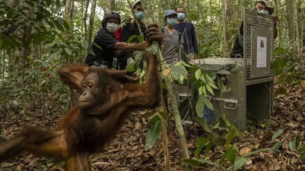 Malangnya Orangutan dan Satwa Liar Imbas Karhutla Tanjung Puting Malangnya Orangutan dan Satwa Liar Imbas Karhutla Tanjung Puting