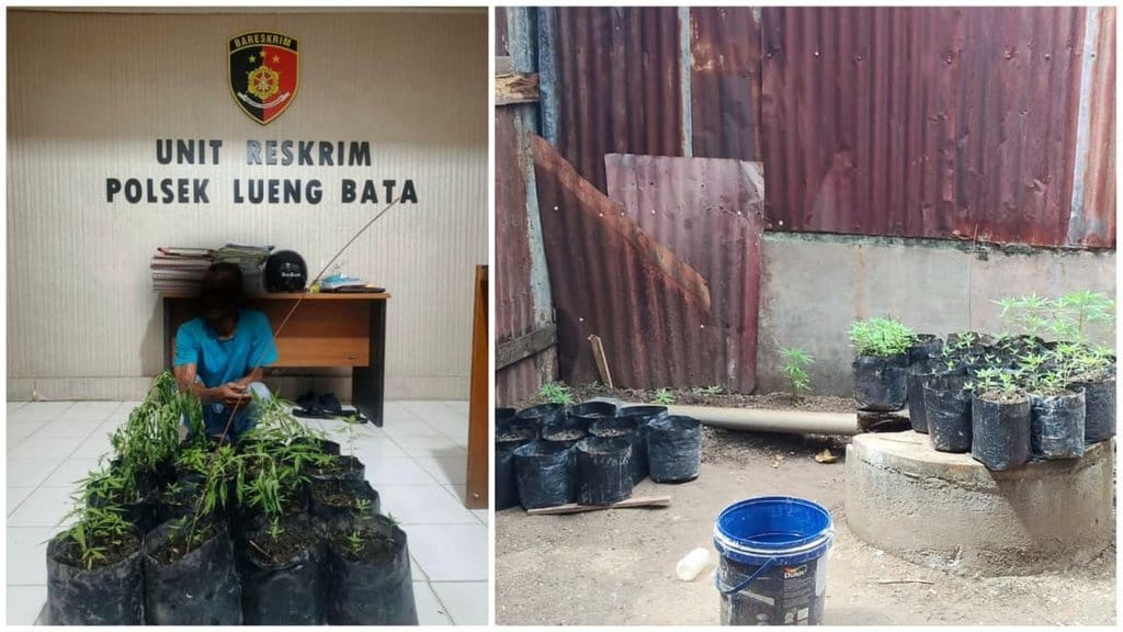 Tanam Ganja di Rumah Tetangga, Pria Banda Aceh Ditangkap Polisi Tanam Ganja di Rumah Tetangga, Pria Banda Aceh Ditangkap Polisi