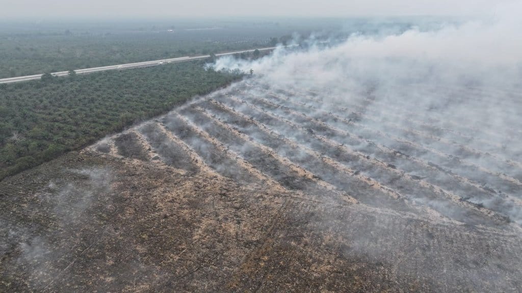 Kejanggalan Karhutla Sumsel: Alat Berat Ratakan Lahan Terbakar Kejanggalan Karhutla Sumsel: Alat Berat Ratakan Lahan Terbakar