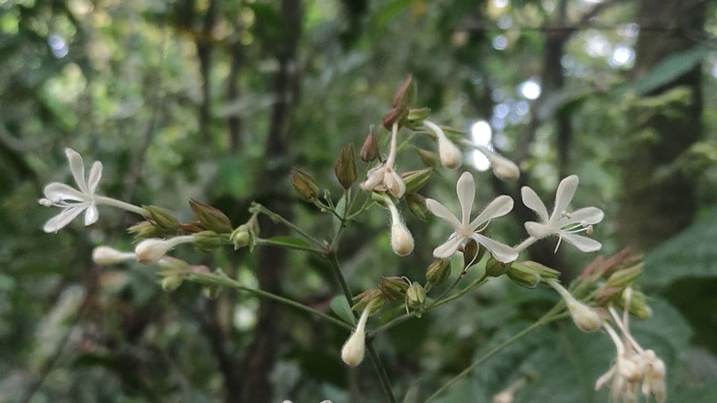 Clerodendrum ismaili, Spesies Baru dari Semeru yang Terancam Clerodendrum ismaili, Spesies Baru dari Semeru yang Terancam