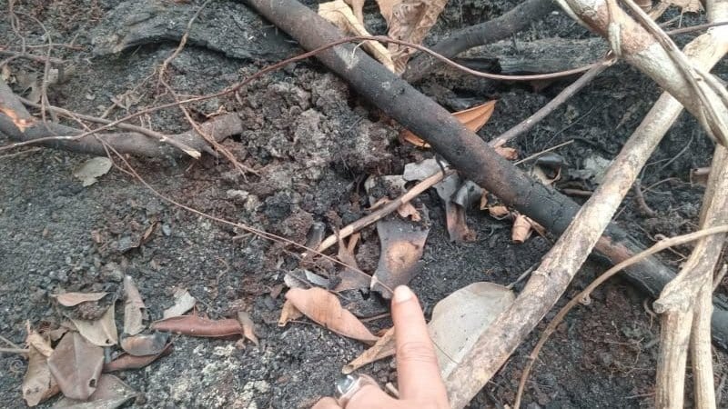Kemenhut Dalami Temuan Tengkorak Orang Utan di Ketapang Kalbar Kemenhut Dalami Temuan Tengkorak Orang Utan di Ketapang Kalbar
