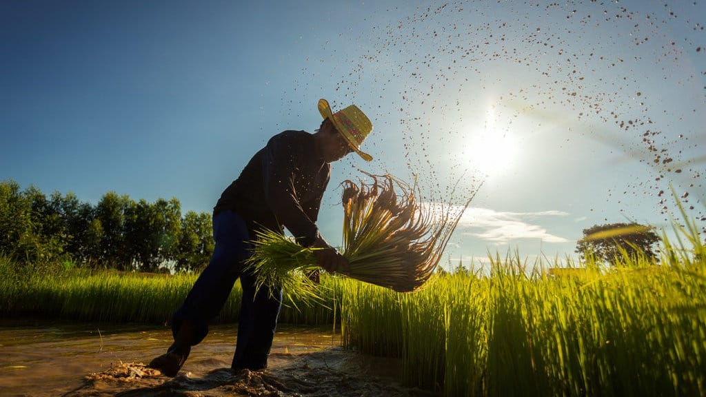 Capaian Swasembada Pangan 2026: Beras-Jagung Kini Tak Lagi Impor Capaian Swasembada Pangan 2026: Beras-Jagung Kini Tak Lagi Impor