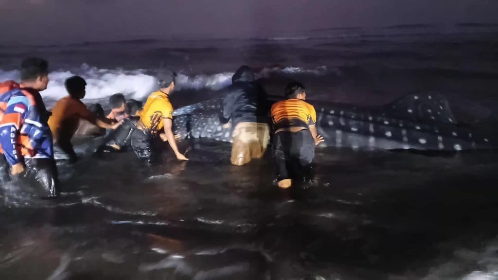 Hiu Tutul Terdampar di Pantai Parangkusumo, Gagal Dievakuasi Hiu Tutul Terdampar di Pantai Parangkusumo, Gagal Dievakuasi