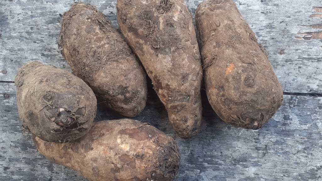 Sains di Balik Rasa Gatal Akibat Umbi Kimpul Sains di Balik Rasa Gatal Akibat Umbi Kimpul