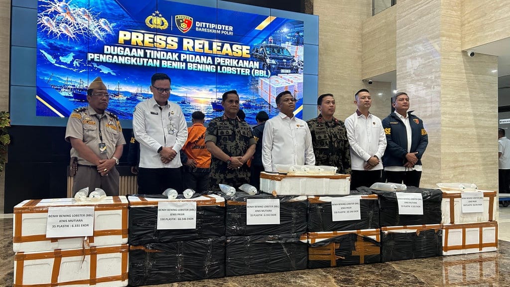 Bareskrim Tangkap Dua Tersangka Penyelundupan Benih Lobster Bareskrim Tangkap Dua Tersangka Penyelundupan Benih Lobster