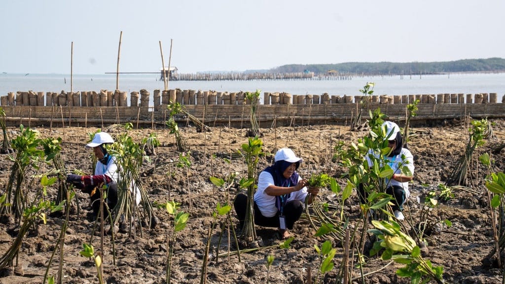 BRI Tanam 30 Ribu Mangrove dan Olah Sampah Menjadi Pemecah Ombak BRI Tanam 30 Ribu Mangrove dan Olah Sampah Menjadi Pemecah Ombak
