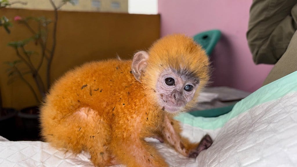 Warga Sumsel Temukan Anakan Lutung Kelabu Terpisah dari Induk Warga Sumsel Temukan Anakan Lutung Kelabu Terpisah dari Induk