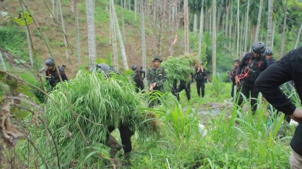 BNNP Temukan 18 Hektare Ladang Ganja di Aceh, 4 Petani Ditangkap BNNP Temukan 18 Hektare Ladang Ganja di Aceh, 4 Petani Ditangkap