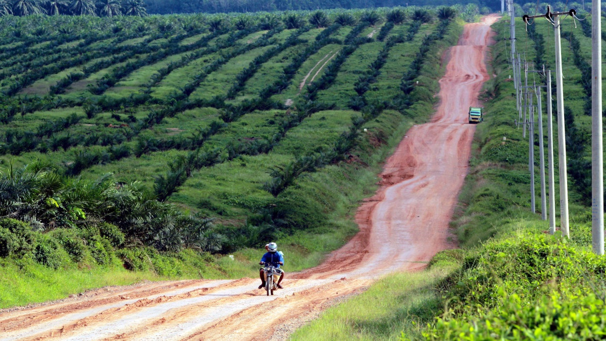 Perkebunan Sawit yang Makin Mengancam Keragaman Hayati