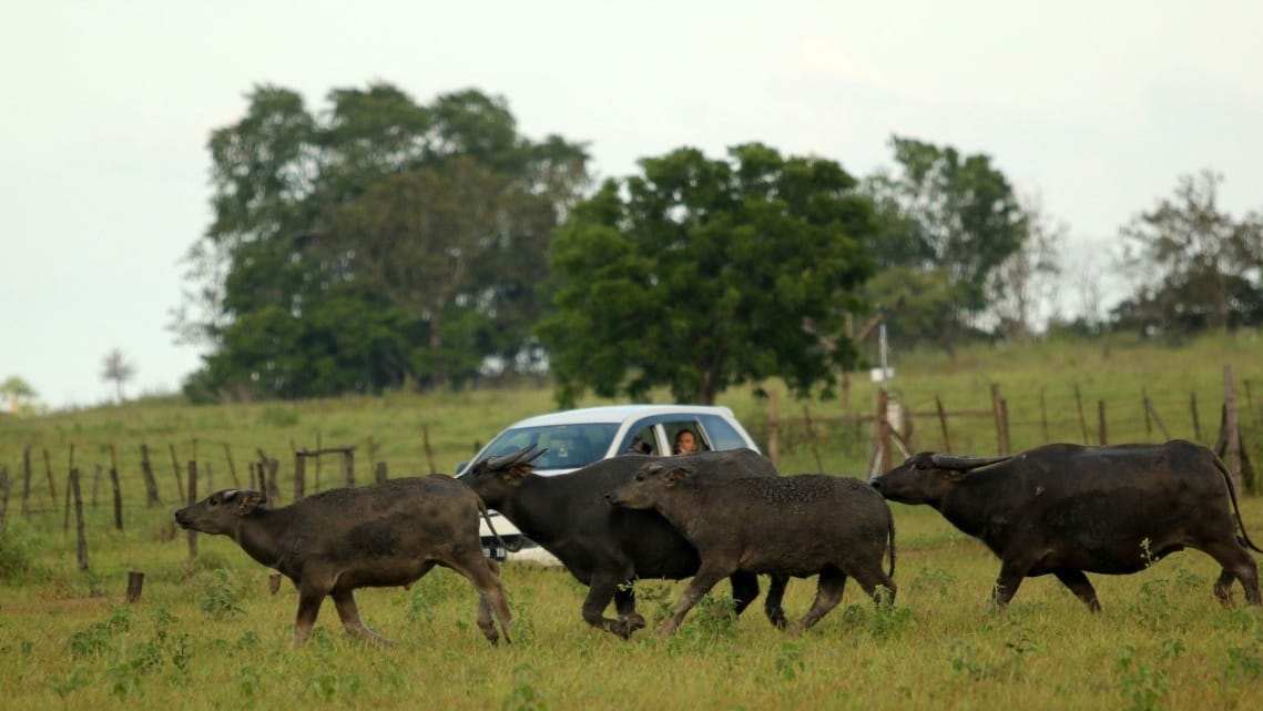 Pengertian Hutan Konservasi, Fungsi, Jenis, dan Contohnya Pengertian Hutan Konservasi, Fungsi, Jenis, dan Contohnya