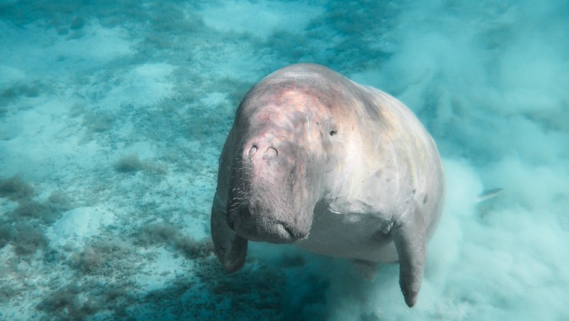 BRIN Dorong Penelitian Penyebab Duyung Terdampar & Mati di Ambon BRIN Dorong Penelitian Penyebab Duyung Terdampar & Mati di Ambon