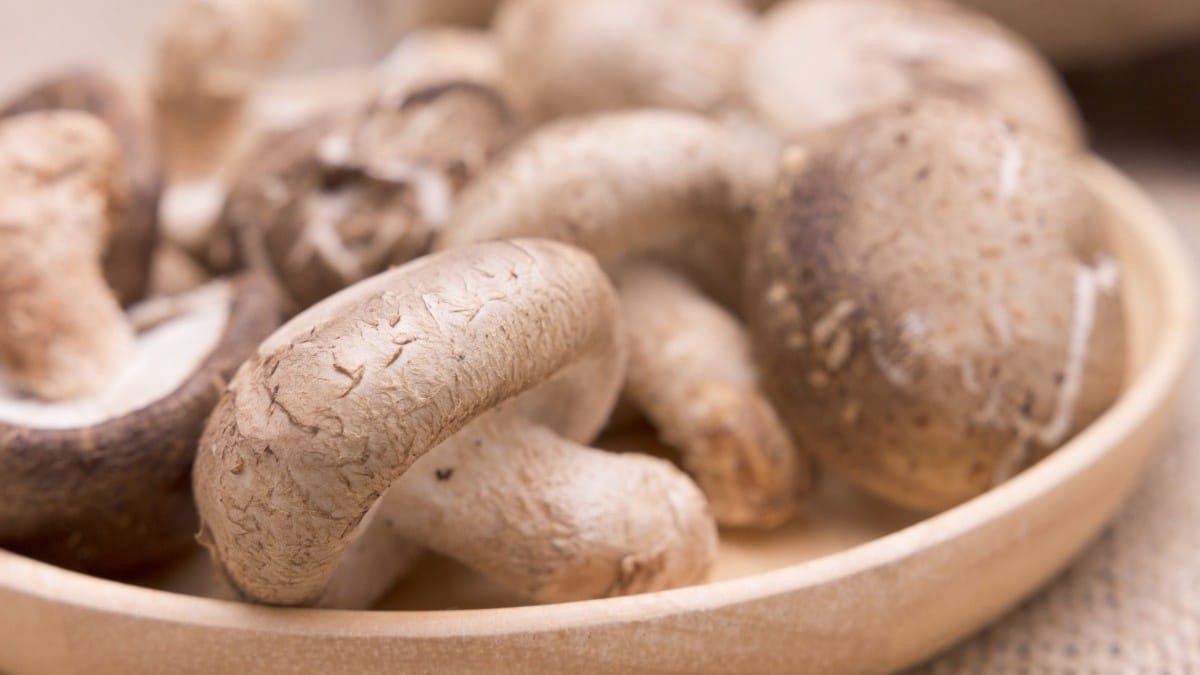 Cara Budidaya Jamur Kancing dengan Mudah dan 4 Tahapannya