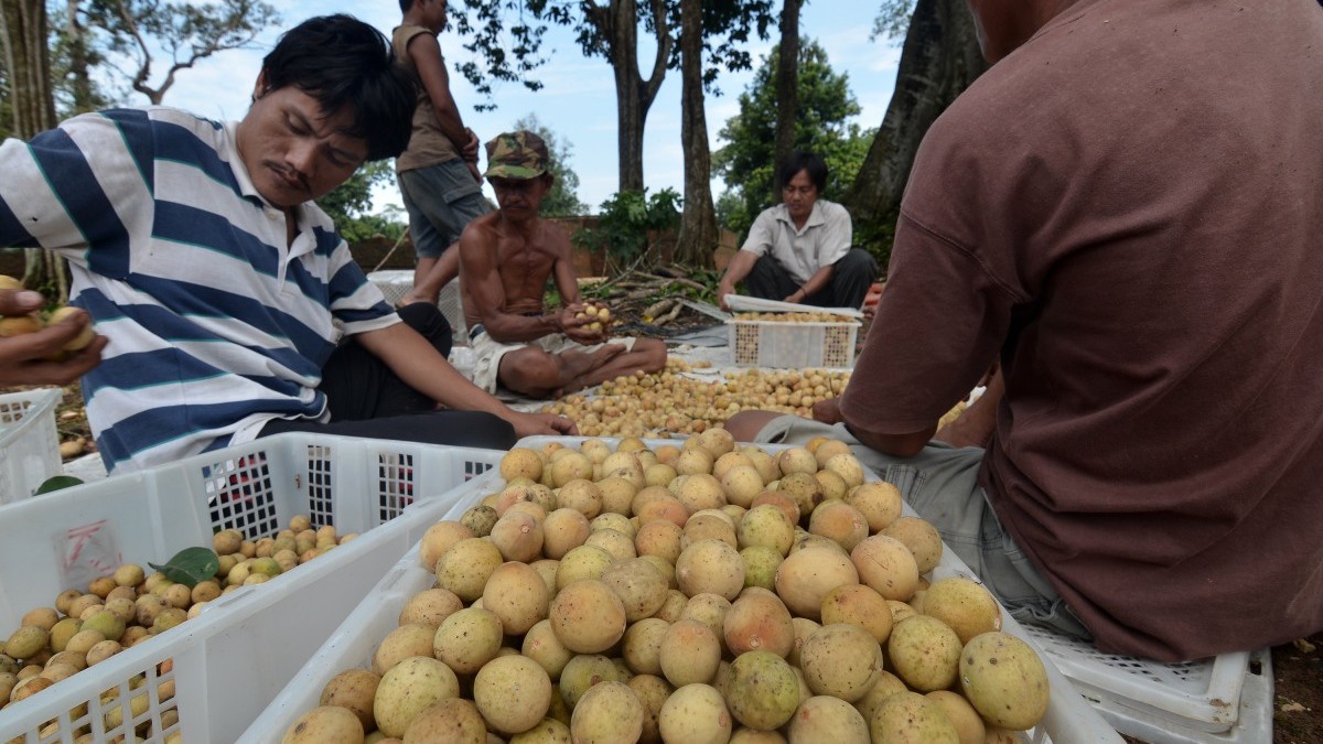 Manfaat Buah Duku, Kandungan Gizi & Bagaimana Cara Budidayanya?