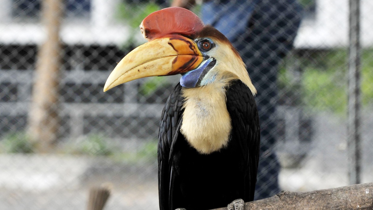 8 Cara Melindungi Satwa Langka di Indonesia Agar Tidak Punah