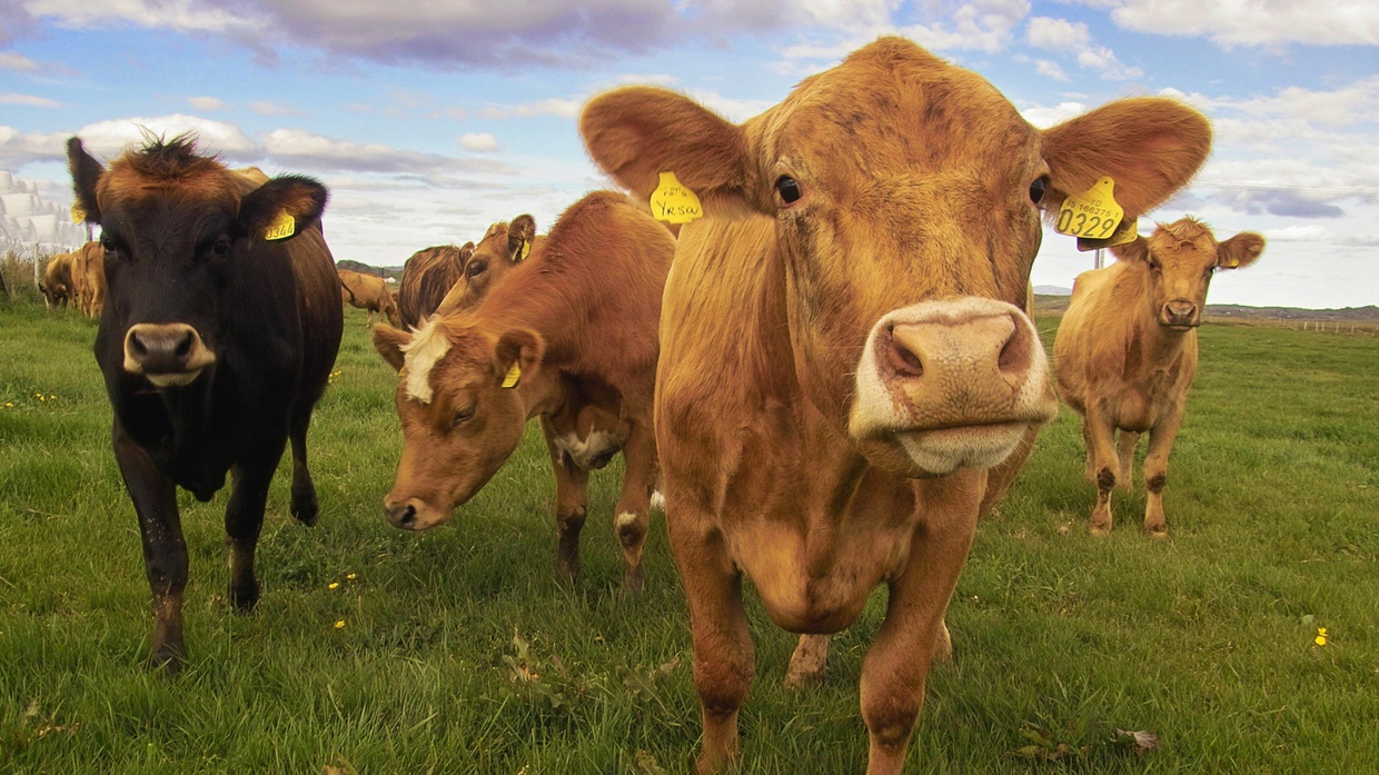 Gugatan di WTO, Lingkaran Setan Mimpi Swasembada Indonesia