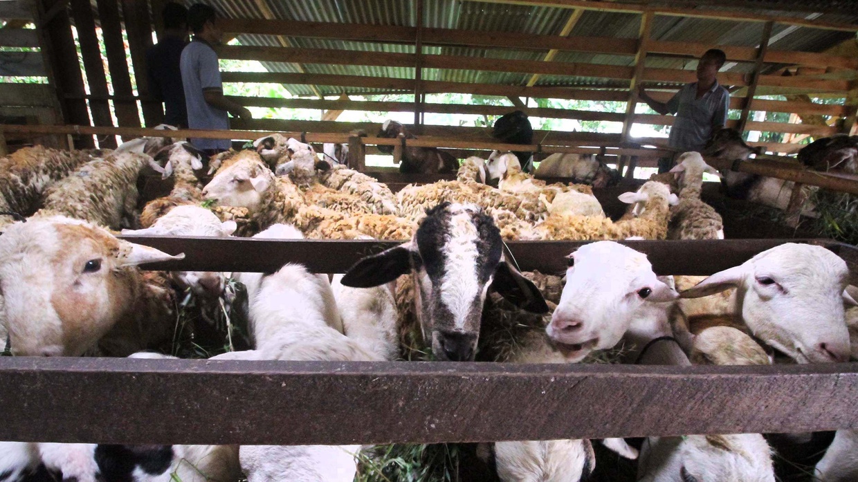 Kementan Bentuk Satgas Demi Tekan Wabah PMK