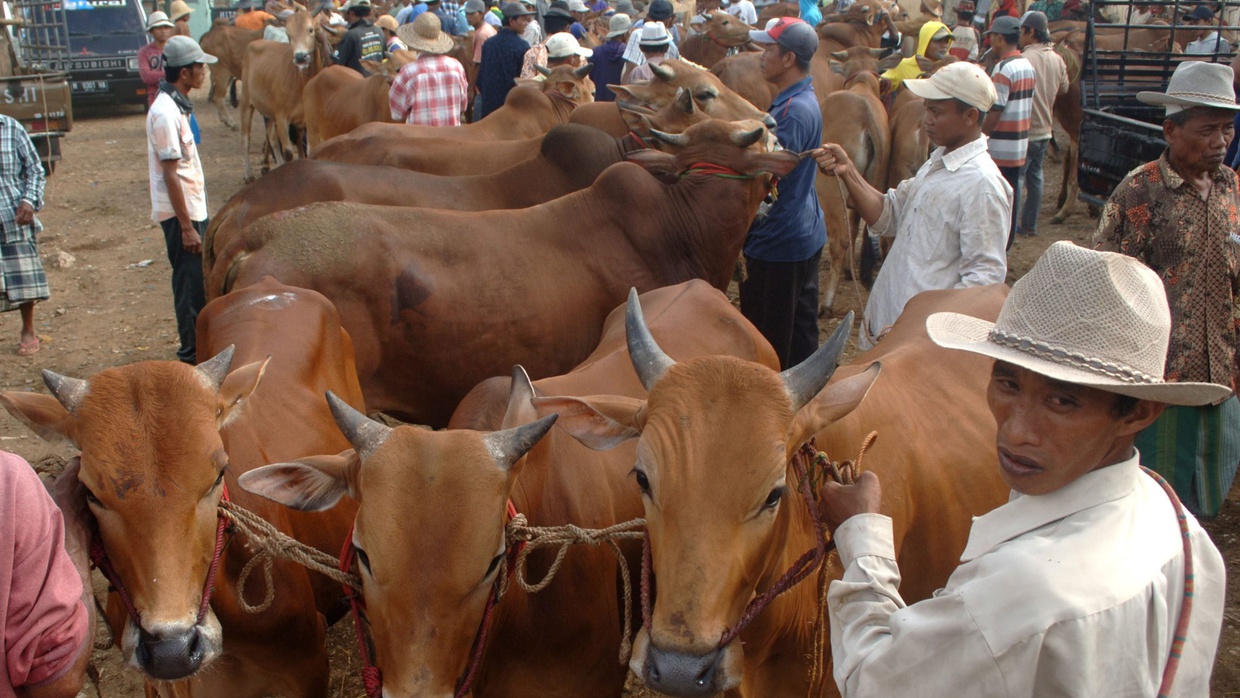 Permintaan Meningkat, Harga Sapi Madura Naik