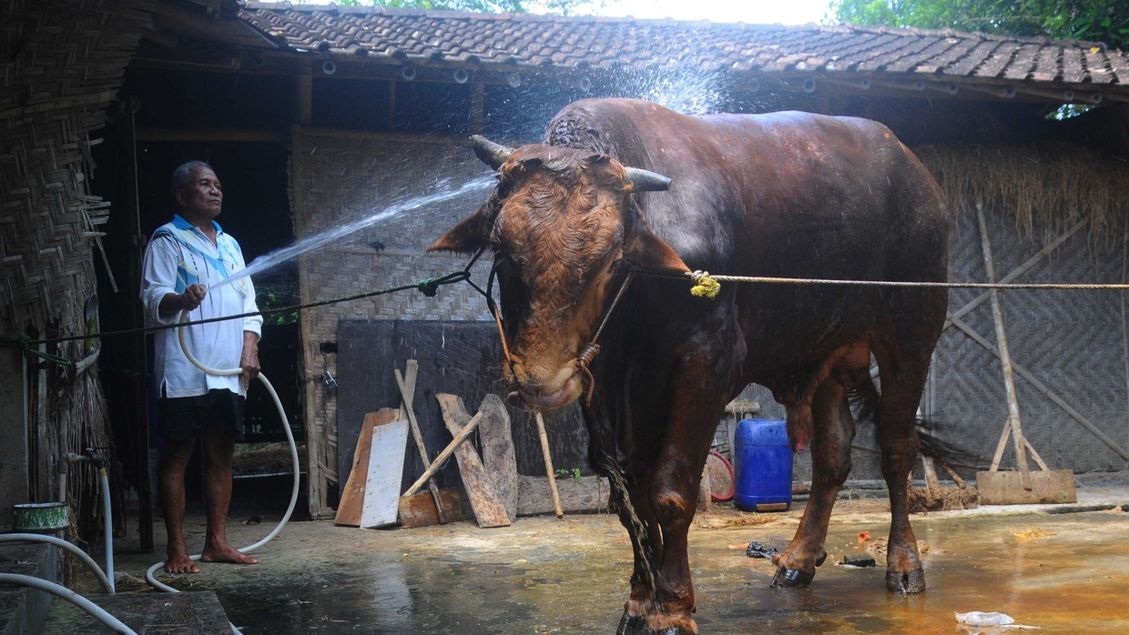 Jokowi-JK Serahkan Hewan Kurban Sapi Limosin ke Masjid Istiqlal