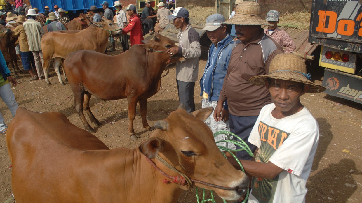 Mendekati Idul Adha, Harga Sapi Madura Turun