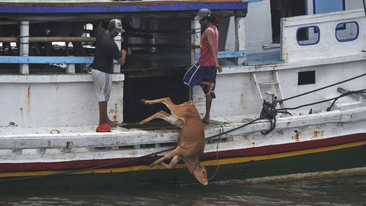 Bongkar Muat Sapi Situbondo