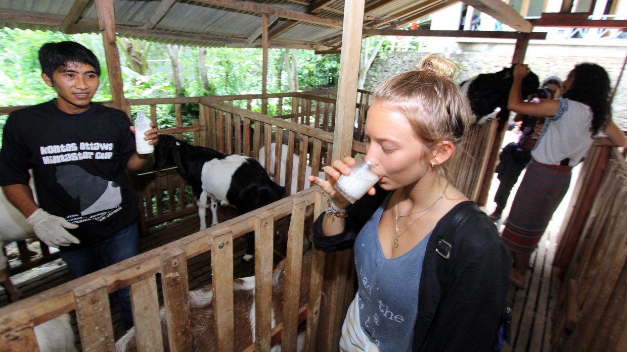 Ketahui Apa Saja Manfaat dan Khasiat Susu Kambing?