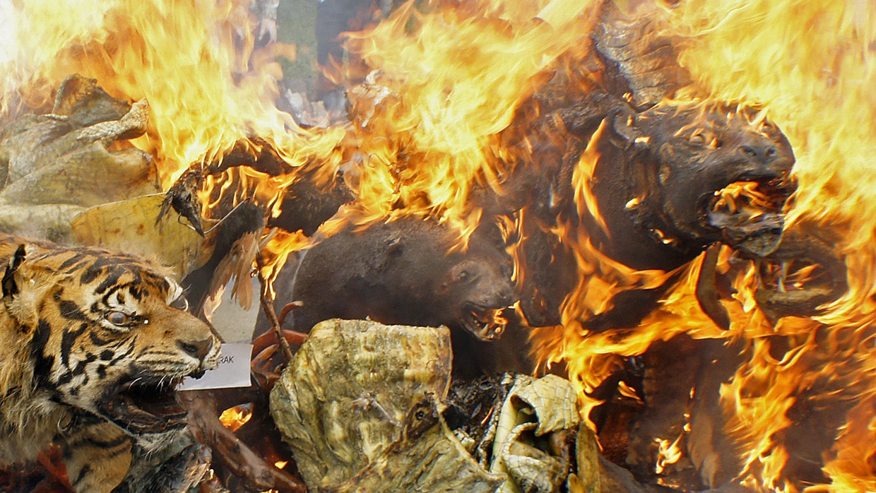 Pemusnahan Barang Bukti Hewan Langka