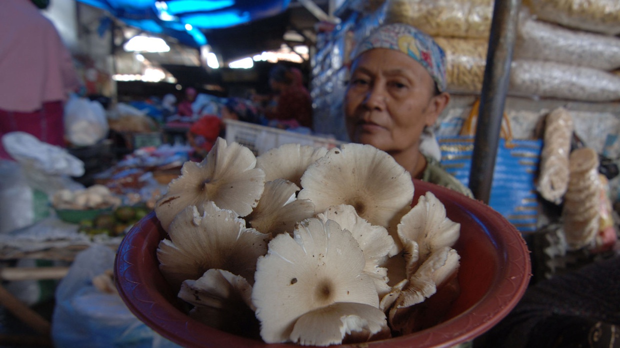 Cara Budidaya Jamur Merang di Rumah: Bibit, Pengairan hingga Panen