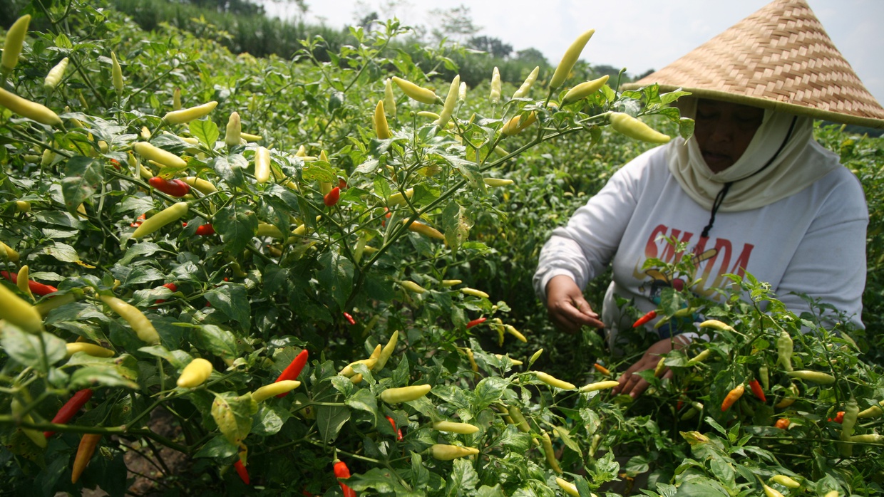 Cara Menanam Cabe di Lahan Kering: Budidaya Cabai Rawit Cara Menanam Cabe di Lahan Kering: Budidaya Cabai Rawit