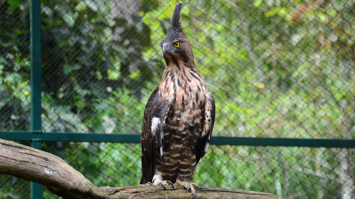 Populasi Elang Jawa Menurun Populasi Elang Jawa Menurun