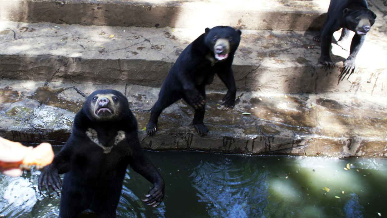 Kasus Beruang Madu Bandung