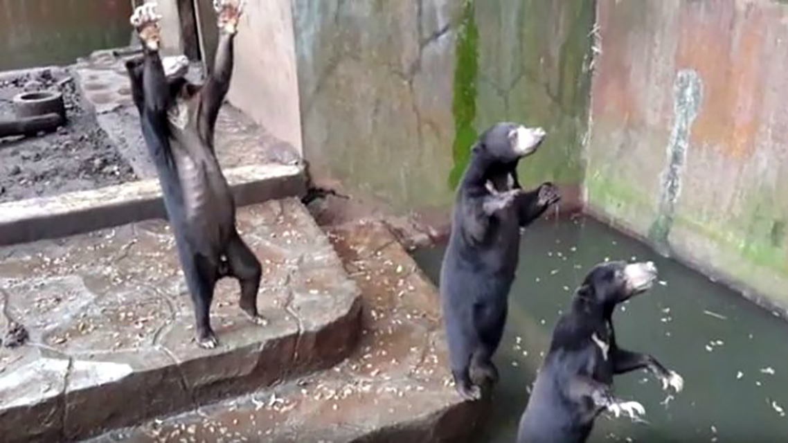 Aktivis Menuntut Kebun Binatang Bandung Ditutup