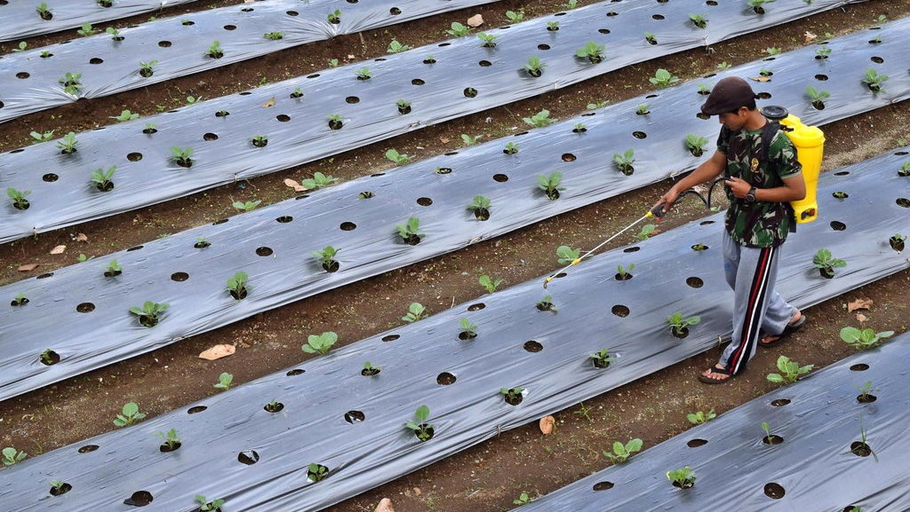 Contoh Pencemaran Tanah Serta Cara Mengatasinya: Pestisida & Logam