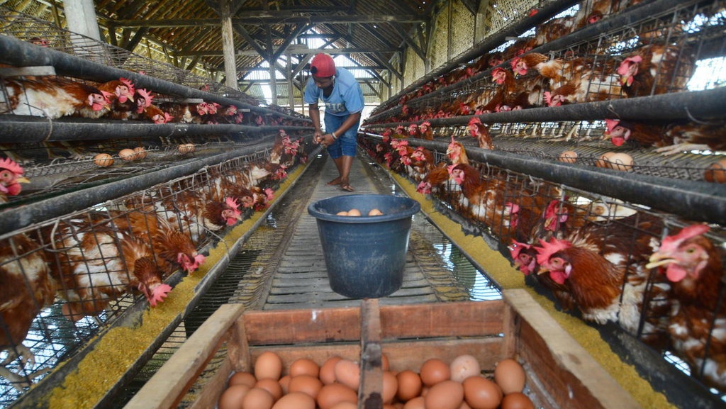 Ketika Telur Ayam Tercemar Fipronil 