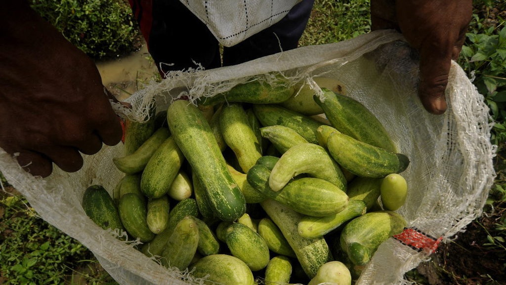 Manfaat Mentimun untuk Kesehatan: Bantu Turunkan Gula Darah