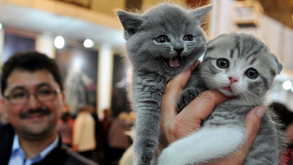 Kurangi Stres Karyawan, Perusahaan Sediakan Kucing di Kantor