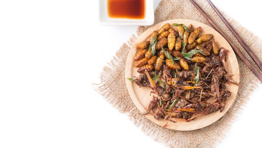 Serangga Akan Jadi Penyelamat Krisis Pangan Serangga Akan Jadi Penyelamat Krisis Pangan