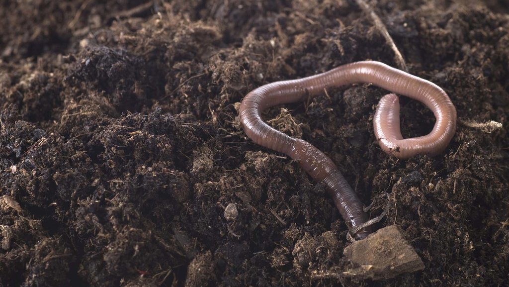 Apa Perbedaan Dekomposer dan Detritivor Beserta Contohnya? Apa Perbedaan Dekomposer dan Detritivor Beserta Contohnya?