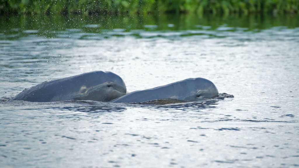 Beda Dugong dan Pesut Mahakam yang Ditemukan Mati di Dekat IKN