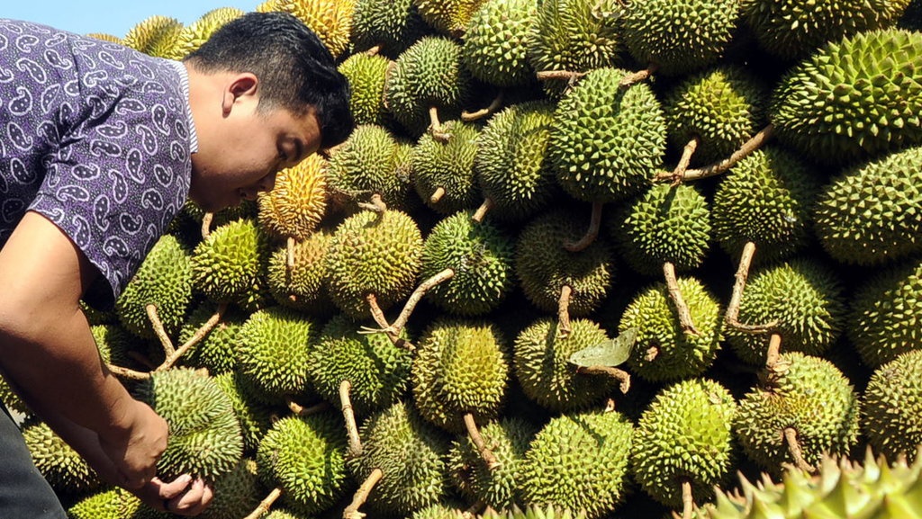 Manfaat Durian, dari Lancarkan Pencernaan hingga Stabilkan Darah