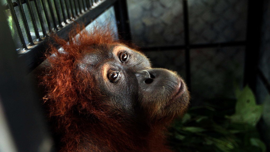 Polisi Tangkap Dua Pelaku Penembakan Orang Utan di Kalteng