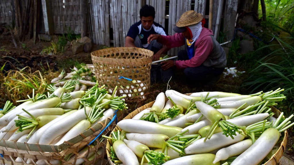 7 Manfaat Lobak dan Kandungan Gizinya, Salah Satunya Antikanker