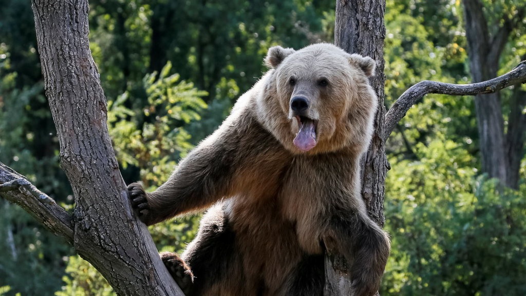 Kisah Theodore Roosevelt yang Mengilhami Lahirnya Teddy's Bear