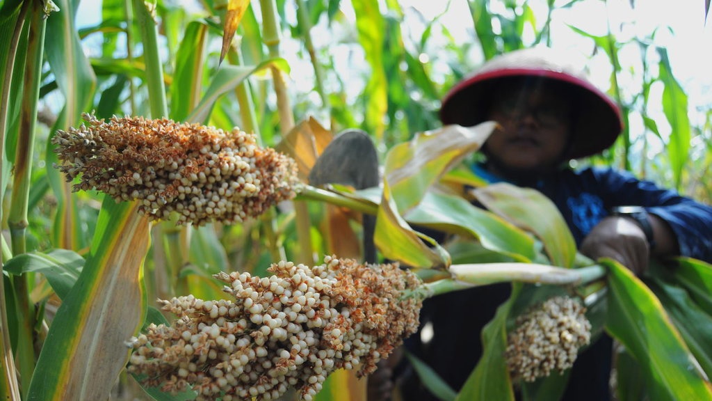 Menjadikan Sorgum sebagai Pengganti Gandum Terlalu Mengada-ada