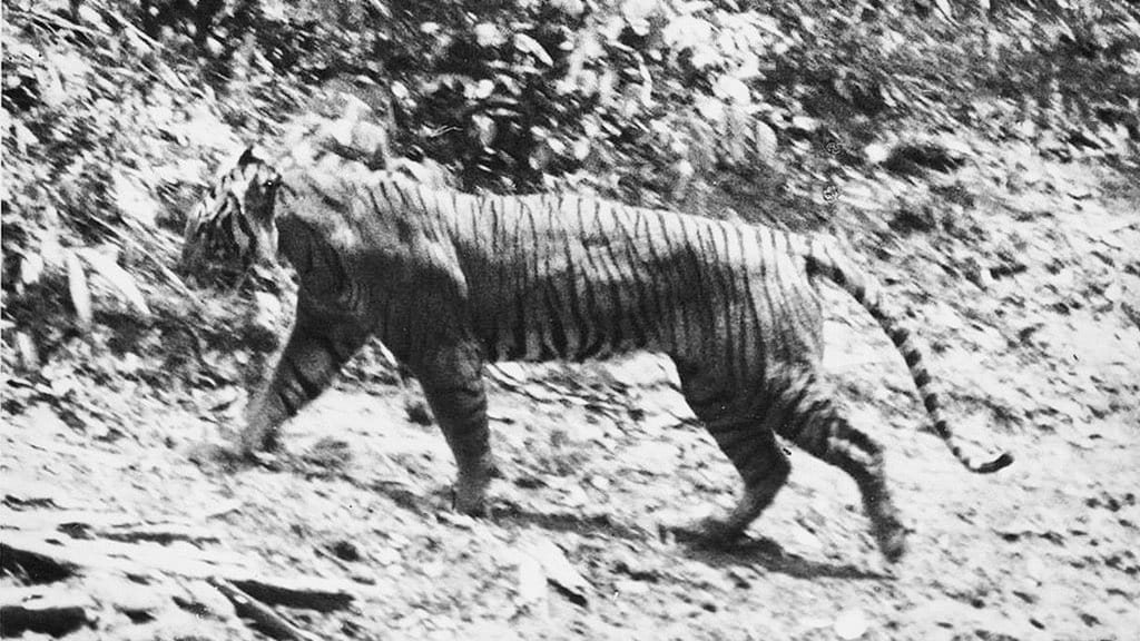 Rampogan, Cara Jawa Mengalahkan Belanda Rampogan, Cara Jawa Mengalahkan Belanda