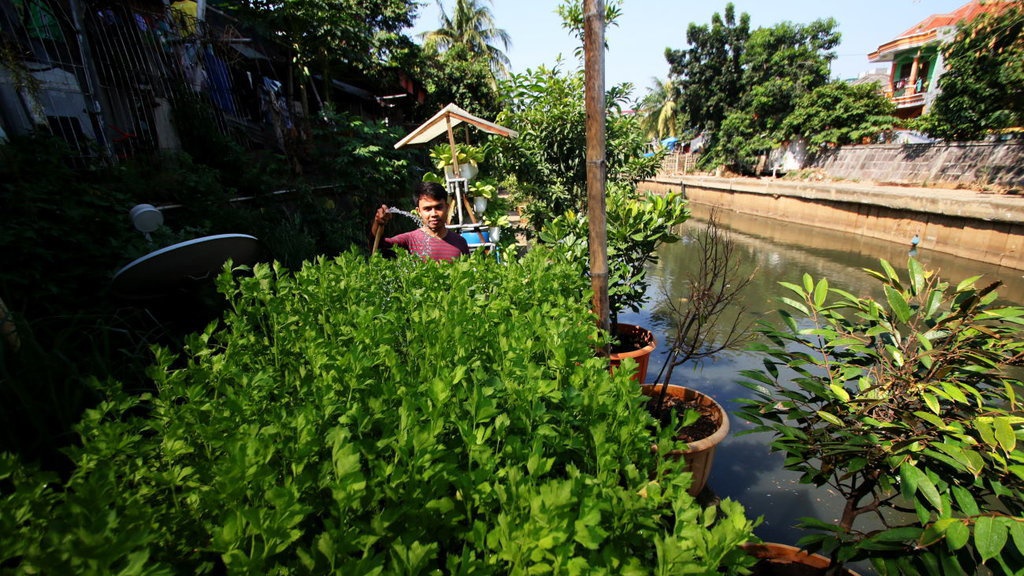 Mengusahakan Urban Farming di Bantaran Sungai