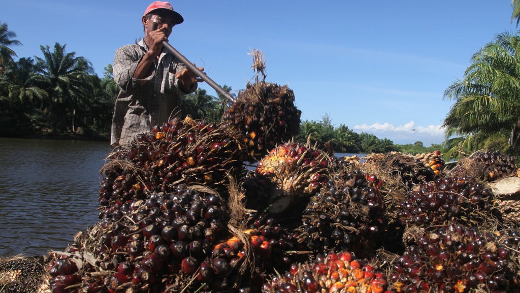 Kebijakan B20 Dukung Stabilisasi Harga Minyak Kelapa Sawit Mentah
