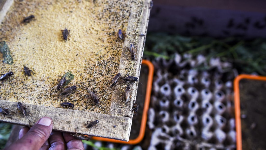 Cara Budidaya Jangkrik Bagi Pemula, Upaya Ternak Satwa Harapan