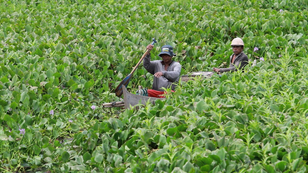 Tanam Eceng Gondok di Jakarta: Resep Sempurna Bencana Lingkungan
